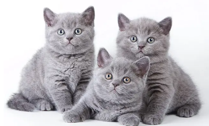 猫砂多久彻底更换