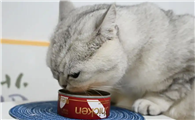 猫咪怎么吃罐头