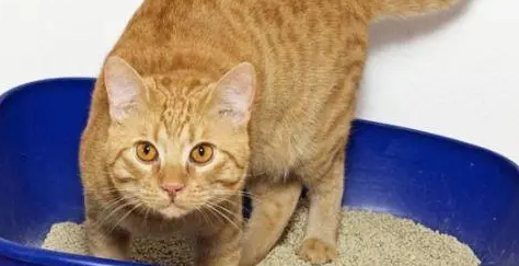 猫咪肚子有硬块是什么导致的?铲屎官速来了解! 猫咪肚子有硬块是什么导致的?铲屎官速来了解!