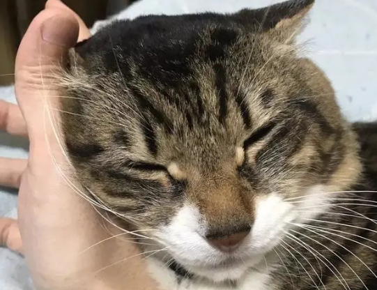 猫咪突然一直蹭我什么原因？本文有解答