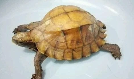 锯缘摄龟能长多大?来了解下吧 锯缘摄龟能长多大?来了解下吧