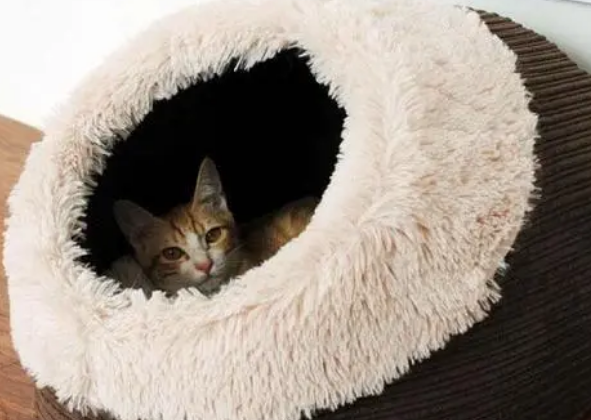 猫窝需要买吗