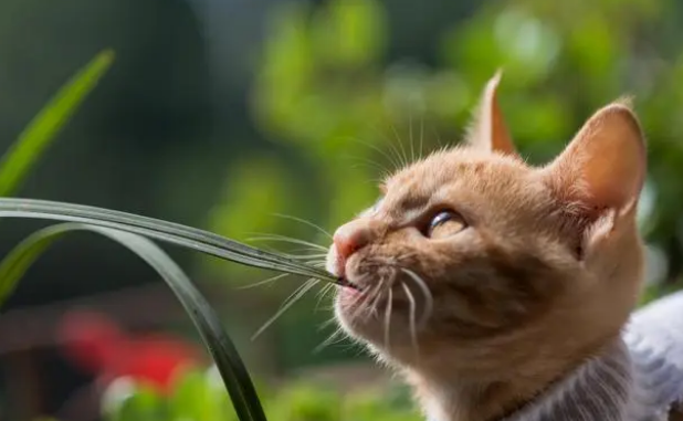 如何正确使用猫草呢? 如何正确使用猫草呢?