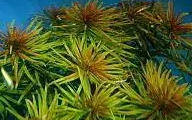 鱼缸造景水草种类大全 鱼缸造景水草种类大全
