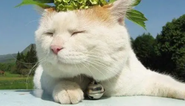 猫咪为什么做体外驱虫？体外驱虫药品又该如何选择？1篇文章搞定