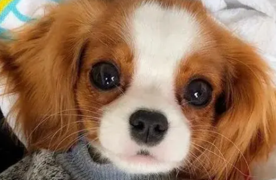 经验小科普:什么样的狗狗需要喝羊奶粉呢?羊奶粉的好处在哪里 经验小科普:什么样的狗狗需要喝羊奶粉呢?羊奶粉的好处在哪里