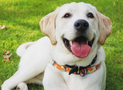 拉布拉多幼犬狗粮什么牌子好