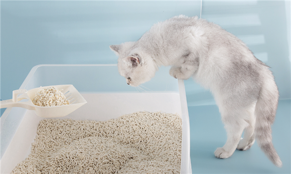 猫砂用到什么程度换 猫砂用到什么程度换