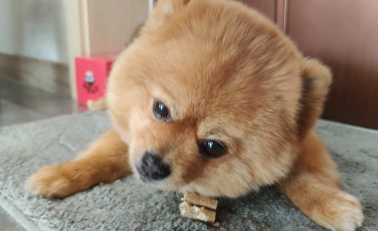 幼犬适合吃什么零食 幼犬适合吃什么零食