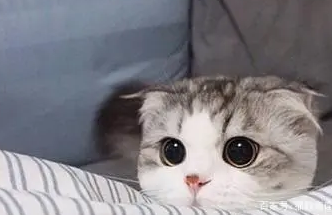 猫有必要吃益生菌吗？聊聊猫吃益生菌的作用