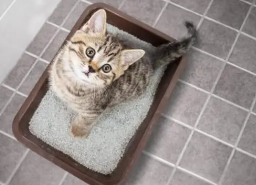 猫砂用原味的好还是有味道的好
