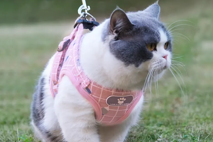 猫的牵引绳怎么做