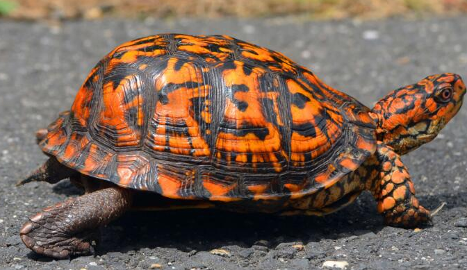 卡罗莱纳箱龟是陆龟吗?看完你就明白了!