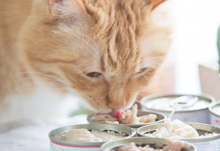 什么猫零食好