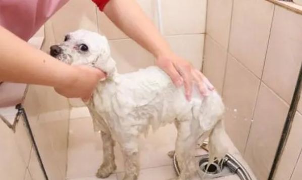 给狗狗洗澡时，这5大禁忌不能犯！