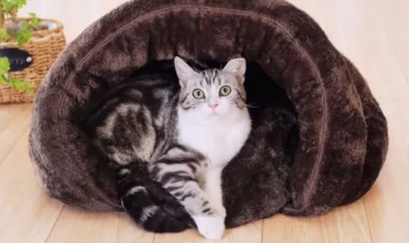 怎么让猫猫住进猫窝 怎么让猫猫住进猫窝