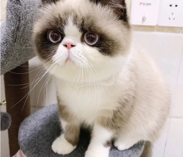 在猫咪眼里摸它蛋蛋是什么意思