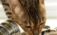 猫罐头和猫粮可以混吃吗?来看看吧