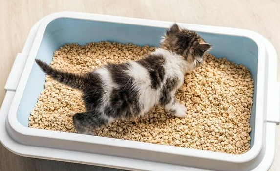 猫砂盆装多少猫砂 猫砂盆装多少猫砂