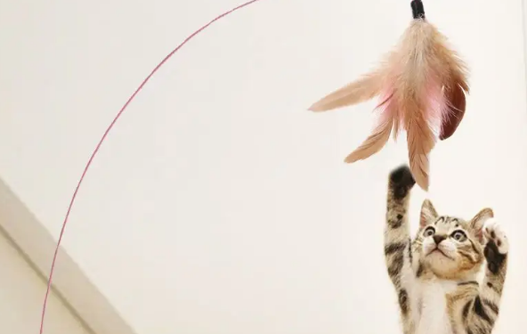 猫的玩具长什么样子 猫的玩具长什么样子