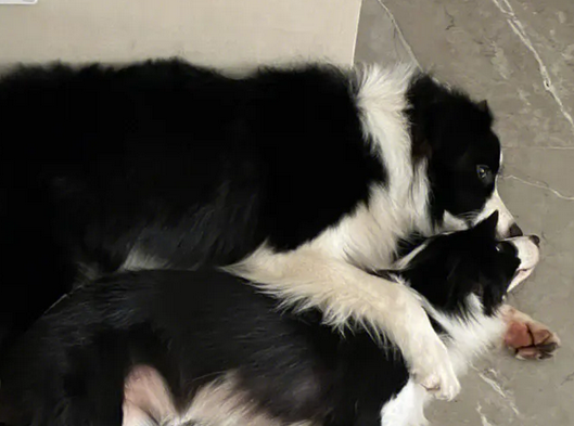 狗狗体外驱虫会有什么不良反应吗
