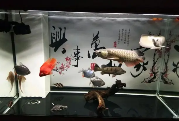 鱼缸水质问题的处理办法 鱼缸水质问题的处理办法