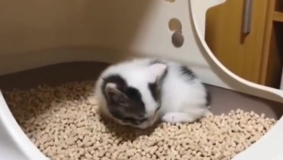 猫砂10kg等于多少升