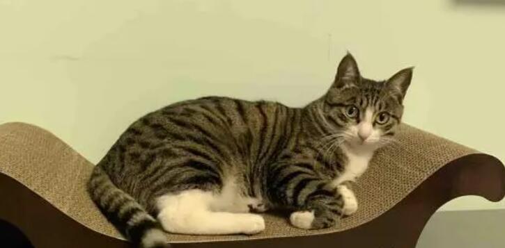 猫喜欢玩具吗 猫喜欢玩具吗