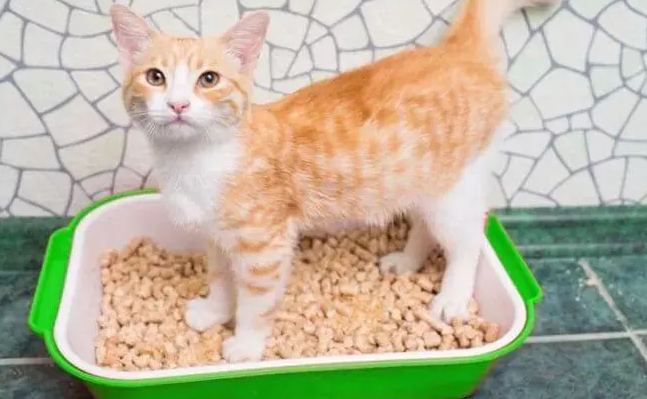 换猫砂要留老的吗