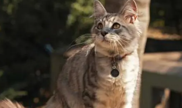 铲屎官要外出，该不该将猫咪寄养在宠物店？