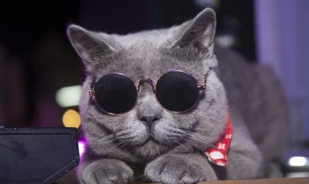 需要给猫咪喂猫罐头吗？看了这些你就明白了