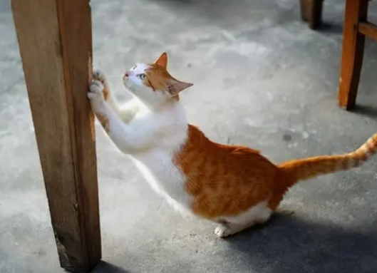 怎么训练猫使用猫爬架? 怎么训练猫使用猫爬架?
