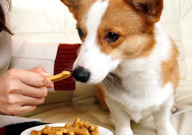 幼犬能吃什么零食