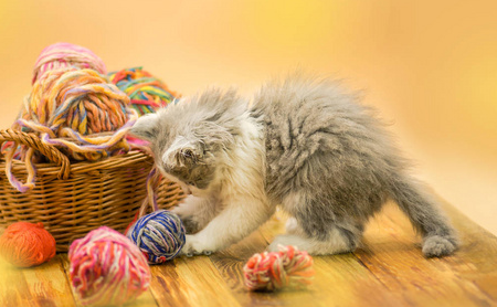 小猫玩什么玩具