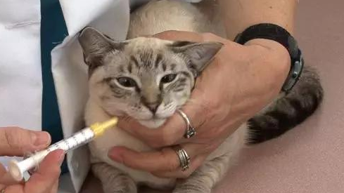猫咪消炎药有哪些
