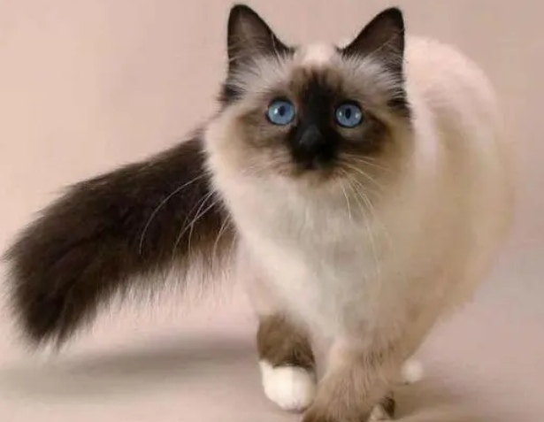 猫咪对猫砂兴趣很高，明明还有很多玩具，为何对猫砂情有独钟呢？