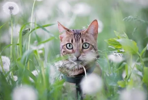 猫吃草仅仅是为了吐毛球?并不然,猫草还有带来其他好处 猫吃草仅仅是为了吐毛球?并不然,猫草还有带来其他好处