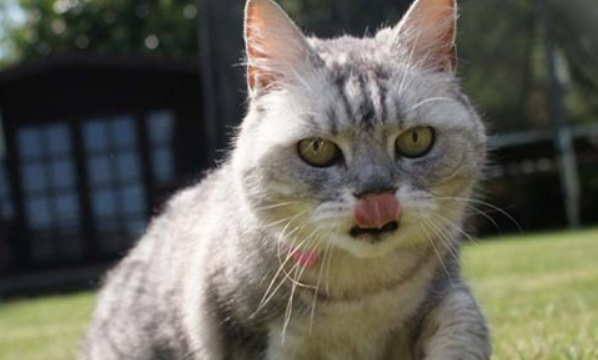 猫咪咕咕咕的叫声是什么意思?它在表达这几种意思 猫咪咕咕咕的叫声是什么意思?它在表达这几种意思