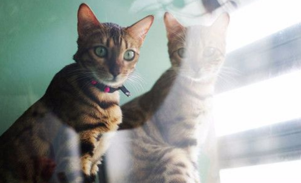 猫咳嗽怎么办吃什么药,猫咪感冒咳嗽吃什么药 猫咳嗽怎么办吃什么药,猫咪感冒咳嗽吃什么药