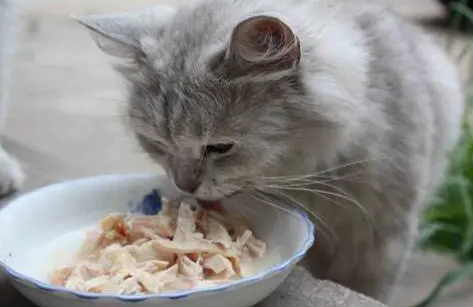 猫咪一直吃猫抓板,猫抓板猫咪吃了有事吗 猫咪一直吃猫抓板,猫抓板猫咪吃了有事吗