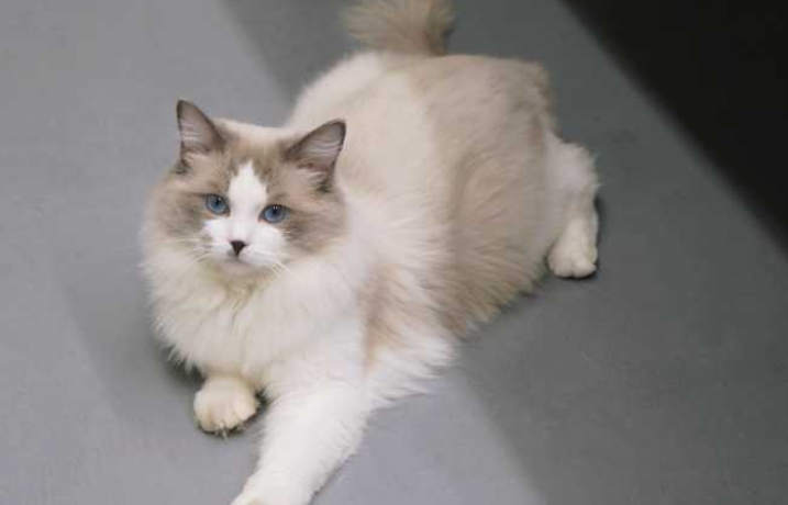 带你解答，布偶猫是大型猫吗？