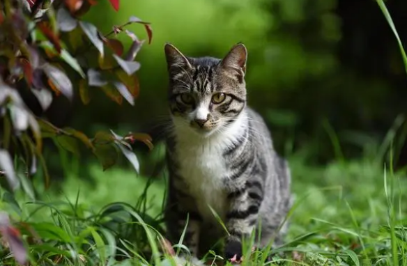 养猫经验:猫耳螨用什么药治疗的最彻底 养猫经验:猫耳螨用什么药治疗的最彻底