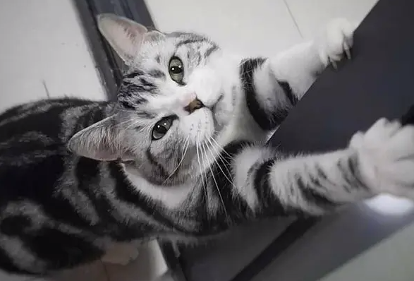 饲养宠物猫咪，猫抓板如何选择，猫咪才会喜欢？