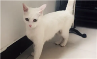 母猫和公猫区别有哪些?主要是这几点
