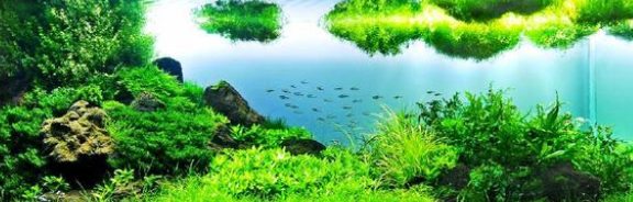 史上最有效的PH值调节方法，让你的水族箱水质稳定