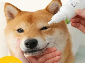 氯霉素眼药水可以给狗用吗 氯霉素眼药水可以给狗用吗