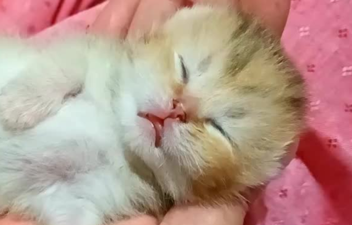 猫咪早产小猫能活吗?想知道的来看看! 猫咪早产小猫能活吗?想知道的来看看!