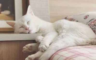 便宜猫粮和贵猫粮的区别