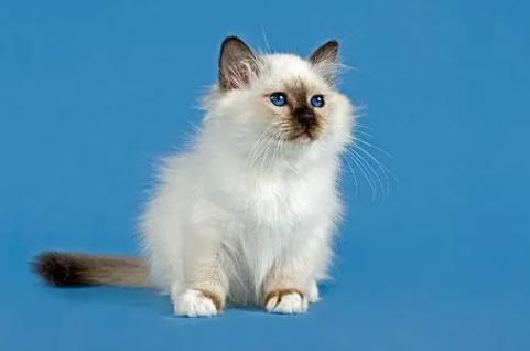 猫咪怎么看品相得好?我来给你讲~ 猫咪怎么看品相得好?我来给你讲~