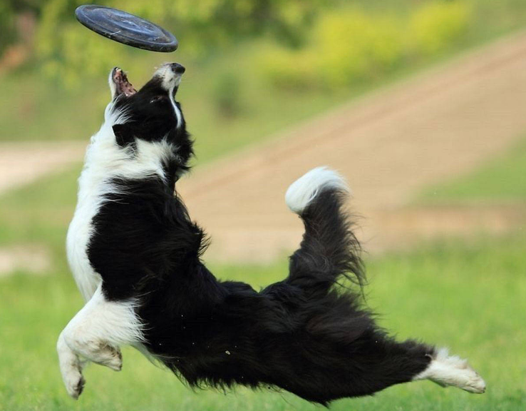 飞盘犬一般是什么犬种